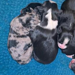 Frost - Blue merle male Australian Shepherd puppy in Piedmont, Oklahoma from HeartDriven Aussies