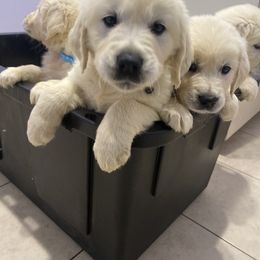 Goldendoodle and Golden Retriever Puppies from Creamy Retrievers