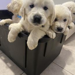 Goldendoodle and Golden Retriever Puppies from Creamy Retrievers