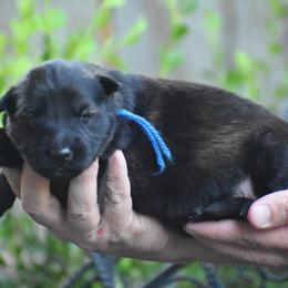 Blue collar male - Sable male German Shepherd puppy in Marianna, Florida from Haus M Godwin
