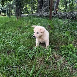 Dahphne - White female German Shepherd puppy in Yuba City, California from Barton’s German Shepherds