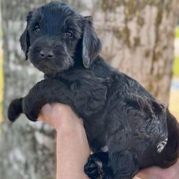 Fudge- Orange Collar - Black male Goldendoodle puppy in Bay City, Texas from Charming Doods Goldendoodles