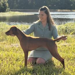 Freya - Vizsla