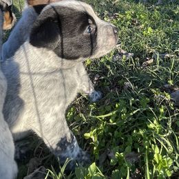 Australian Cattle Dog Puppies from Twisted C Heelers