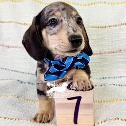 Phoenix AKC: Short Hair, Black and Cream, Dapple - Black and cream male Dachshund puppy in South Easton, Massachusetts from Depot Dachsies