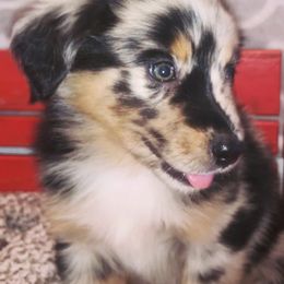 Australian Shepherds, Miniature Australian Shepherds, and Toy Australian Shepherds from Twisted C Aussies