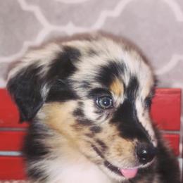 Australian Shepherds, Miniature Australian Shepherds, and Toy Australian Shepherds from Twisted C Aussies