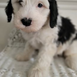 Bernedoodle and Goldendoodle Puppies from Gold Diamond Pup