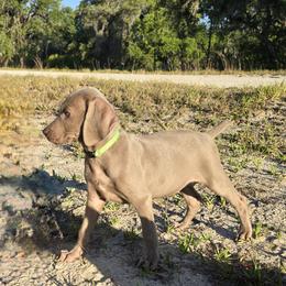 Weimaraners from Waggin' Weims