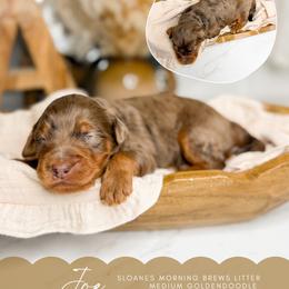 Joe - Merle male Goldendoodle puppy in Ooltewah, Tennessee from Allison Family Doodles