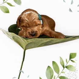 Goldendoodle, Maltipoo, and Poodle Puppies from Winchester Hills Poodles and Doodles