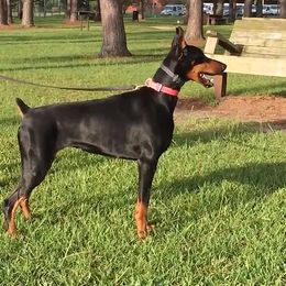Kara-Zorel - Doberman Pinscher
