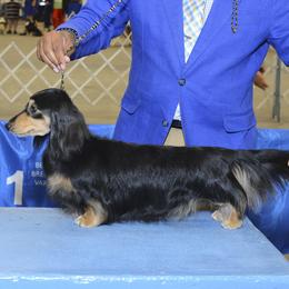 Oliver - Dachshund