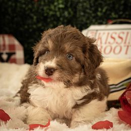 Aussiedoodle Puppies from Dinah Doodles and Aussies