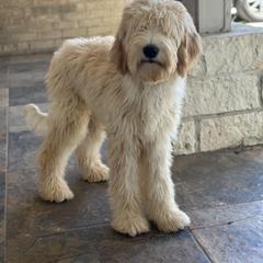 Light Blue - Cream Double Doodle puppy in San Juan, Texas from Cash & June’s Double Doodles