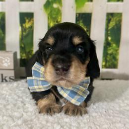 Winston - Black and cream male Dachshund puppy in Lakeland, Florida from Ruthie’s Rich Mini Dachshunds