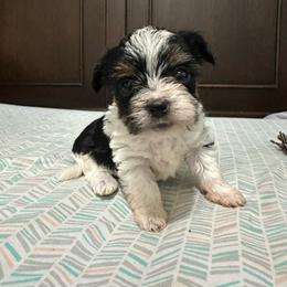 Gabby - Parti female Yorkshire Terrier puppy in Rochester, New York from Tnt Yorkies and Cosmic corgis