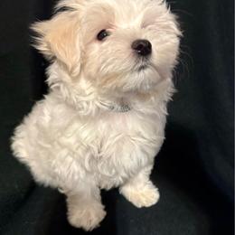 Zeus - White and lemon male Maltese puppy in Houston, Texas from The Royal Furbabies