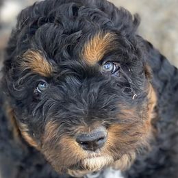 Bernedoodles and Bernese Mountain Dogs from Central Washington doodles