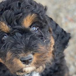 Bernedoodles and Bernese Mountain Dogs from Central Washington doodles