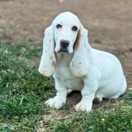 Aurora - Lemon and white female Basset Hound puppy in Richmond, Kentucky from Walters Hollow Hounds