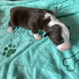 Girl 5 - Red tri-color female Miniature American Shepherd puppy in Troy, Ohio from Wiggle Wags Miniature American Shepherds