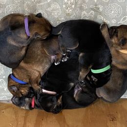 German Shepherd Puppies from Prairie Land German Shepherds