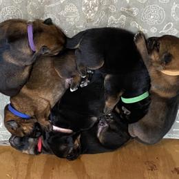 German Shepherd Puppies from Prairie Land German Shepherds