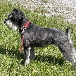 Mikki - Miniature Schnauzer