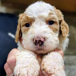 Frenchie - Yellow and white female Bernedoodle puppy in Pollock Pines, California from Ten Acre Wood Doodles