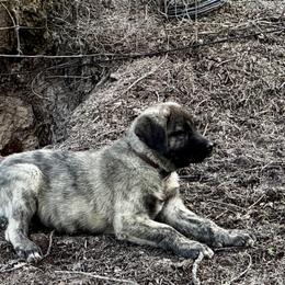 H.D Brown Girl - Brindle female Anatolian Shepherd Dog puppy in Frenchtown, Montana from Apex Anatolians