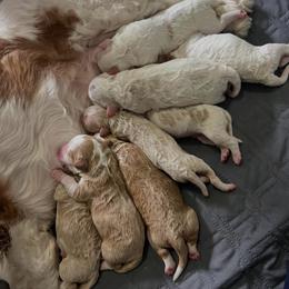 Blitzen - Red male Cavapoo puppy in Bradenton, Florida from Christianna’s Mini Goldendoodles