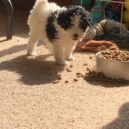 Pepper - Parti female Poodle puppy in Haddam, Kansas from Golden B Acres