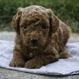 Terrel - Red  male Poodle puppy in Etna Green, Indiana from Perfect Match Poodles