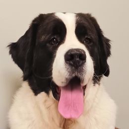 Audrey Mae - Saint Bernard