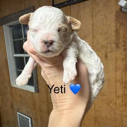 Yeti - White male Cavapoo puppy in Greensburg, Kentucky from Doodle Me Crazy