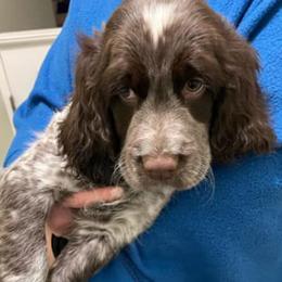 English Springer Spaniels from Springers on the Bluff