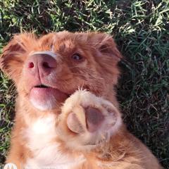 Australian Shepherd and Nova Scotia Duck Tolling Retriever Puppies from Tanglewood Tollers and Aussies