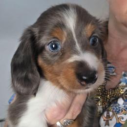 Lola's dapple girl - Dapple female Dachshund puppy in Declo, Idaho from Dozendachs