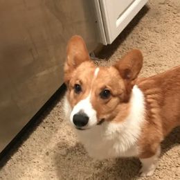 Cardigan Welsh Corgi and Pembroke Welsh Corgi All Grown Up from Dream Giver Corgis