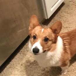 Cardigan Welsh Corgi and Pembroke Welsh Corgi All Grown Up from Dream Giver Corgis