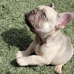 French Bulldogs from Team Grubb Frenchies