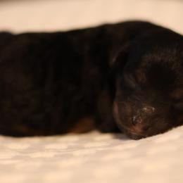 Luca - Phantom male Goldendoodle puppy in Forney, Texas from Diamond Doodle Pups and Poodles