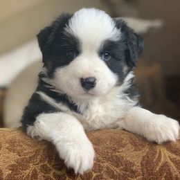 Aussiedoodle, Cavalier King Charles Spaniel, Miniature Australian Shepherd, and Toy Australian Shepherd Puppies from Triple Cross Aussies Triple Cross