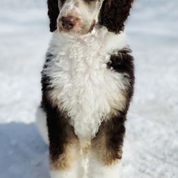 Bernedoodles from Wilderness Point Doodles