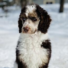 Bernedoodles from Wilderness Point Doodles