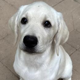 Boy 2 - Yellow male Labrador Retriever puppy in Holly Springs, North Carolina from Winter Creek Labradors