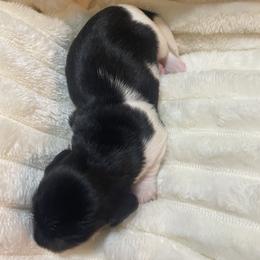 Ruddy - Piebald male Dachshund puppy in Mountain Home, Idaho from Desert Wind Dachshunds