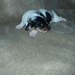 Dachshund Puppies from Dachshund Darlins