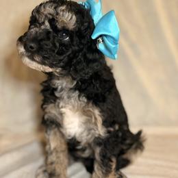 Cheyenne - Merle female Goldendoodle puppy in Saint Louis, Missouri from Jax Doodles